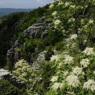 Fraxinus ornus